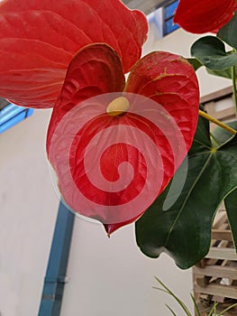 Closeup on a red anthurium flower.