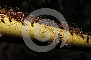 Closeup red ants on tree