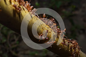 Closeup red ants on tree