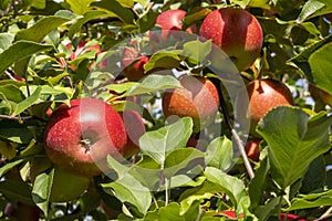 Apple Tree Closeup