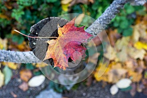 red autumnal maple leaf fallen on a wooden fence in a public garden