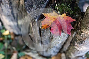 red autumnal maple leaf fallen on a wooden fence in a public garden