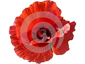 Closeup of a red beautiful blooming common poppy flower with a little busy bee on it