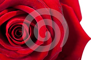 Closeup on red beautiful rose petals on white background.