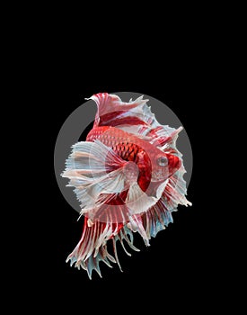 Closeup red beautiful small siam betta fish with black isolate background