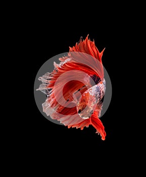 Closeup red beautiful small siam betta fish with black isolate background