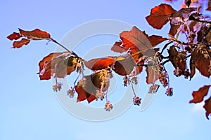 Closeup of red beech foliage against the background of the blue sky. Nothofagus fusca.