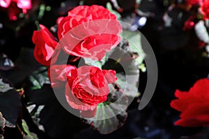 Closeup of red begonia flowers blooming inthe garden