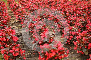Closeup of red begonia semperflorens cultorum flowerbed