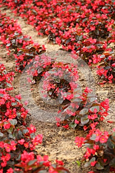 Closeup of red begonia semperflorens cultorum flowerbed
