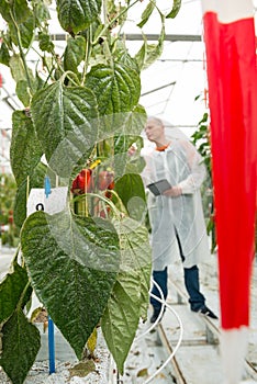 Closeup of red bell pepper leaves with scientist working in back
