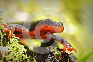 Closeup on a red bellied newt, Taricha rivularis on green moss in Northern California