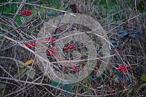 Closeup of red berries on a dry bush branch