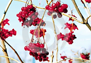 Closeup of red berries of Rowan cluster in winter day. Red viburnum.