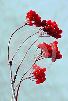 Closeup of red berries of Rowan cluster in winter day. Red viburnum.