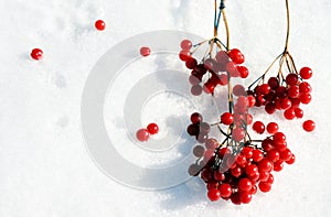 Closeup of red berries of Rowan cluster in winter day on a snow.