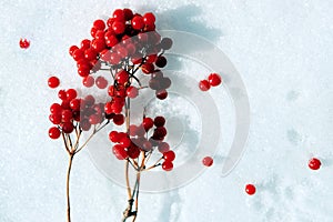 Closeup of red berries of Rowan cluster in winter day on a snow.