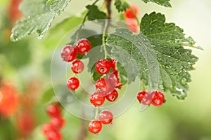 Closeup of red berries twig - redcurrant in orchar