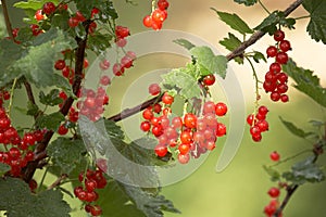 Closeup of red berries twig - redcurrant in orchar