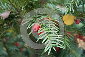 Closeup of red berry-like seed cone of yew