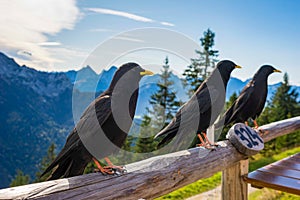 Closeup of A red-billed chough birds perching on wood