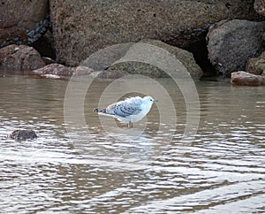 Closeup of a Red-billed gull standing in a water