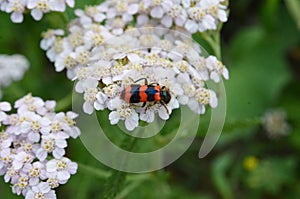 A closeup of a red and black bug on a white wild meadow flower healing herb