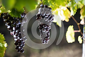 Closeup of red black grapes with drops of water