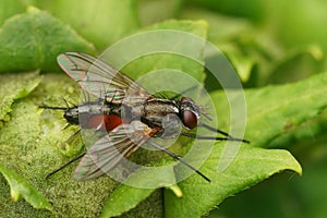 Closeup on a red and black Tachinid fly, Mintho rufiventris photo
