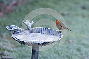Closeup of a Red-breasted robin in a British garden after a hard frost