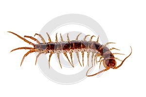 Closeup of a red-brown centipede isolated on white