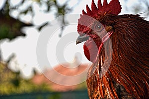 Detailní záběr na hlavu červenohnědého kohouta na farmě