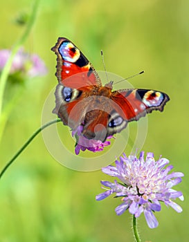 Closeup of Red Butterfly