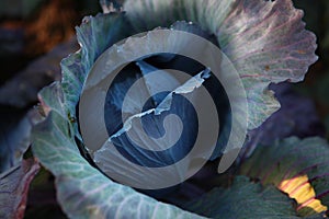 Closeup of red cabbage leaves in field. Cabbage leaves. Autumn harvest of vegetables. Agricultural work. Vegetable crops