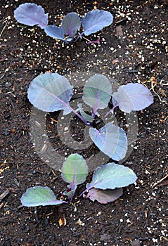 Closeup of red cabbage seedlings i