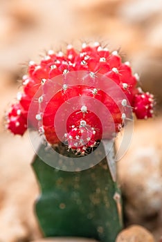 Closeup of red cactus flower