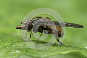 Closeup on the red colored European Common Sount-fly, Rhingia campestris sitting on a green leaf