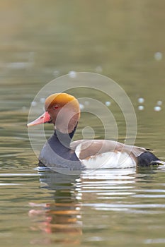 Closeup of a red-crested pochard Netta rufina waterfowl, low point of view