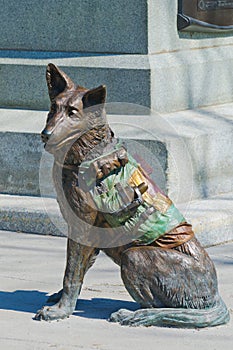 Closeup of Red Cross Soldier Dog