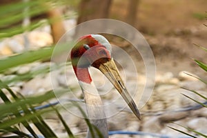 Closeup of Red-crowned sarus crane beak with bokeh background.