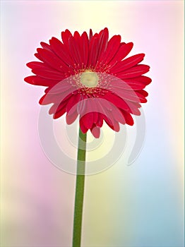 Closeup red daisy flower petals Transvaal Gerbera flower plants in garden and green blurred background ,macro image ,soft focus