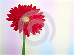 Closeup red daisy flower petals Transvaal Gerbera flower plants in garden and green blurred background ,macro image ,soft focus