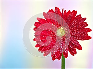 Closeup red daisy flower petals Transvaal Gerbera flower plants in garden and green blurred background ,macro image ,soft focus