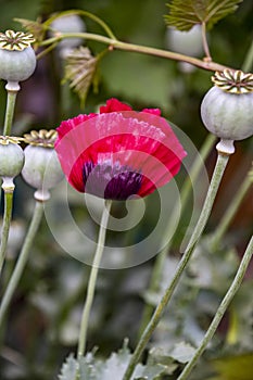 Closeup of a red decorative poppy flower. Poppies are blooming in the garden