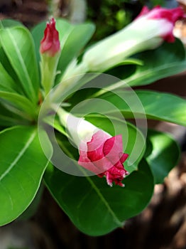 Closeup of red desert rose flowers