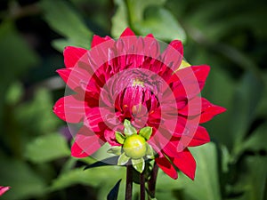 Closeup of a red double blooming Dahlia flower and flower-bud