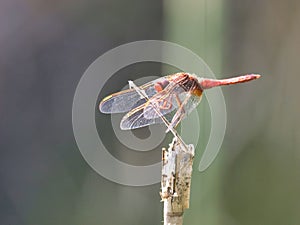 Closeup of a red dragonfly perched on a thin stick