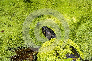 Closeup of Red Eared Slider Turtle Covered with Bright Green Duckweed in a Pond