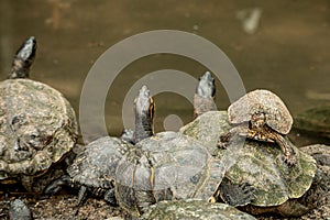 Closeup of the red-eared terrapins, Trachemys scripta elegans on the rock.