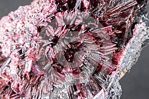 Closeup, red erythrite crystals. Gray background.